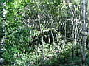 forest4.JPG